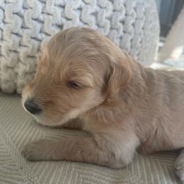 Pickles - Cream male Goldendoodle puppy in Fairhope, Alabama from Farihope Family