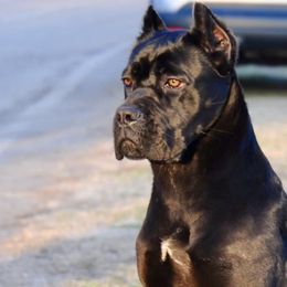 Cane Corso from Jay Harrison
