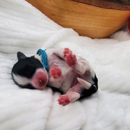 Miss Aqua - Black and white female Schnoodle puppy in Leitchfield, Kentucky from Eveleigh Acres Puppies