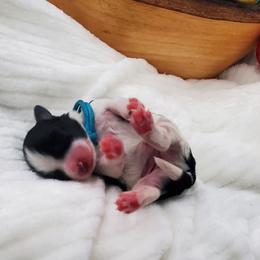 Miss Aqua - Black and white female Schnoodle puppy in Leitchfield, Kentucky from Eveleigh Acres Puppies