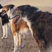 Borzois from Northern Tier Hounds