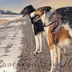 Borzois from Northern Tier Hounds