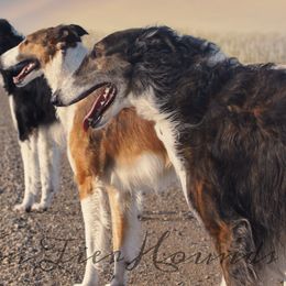 Borzois from Northern Tier Hounds