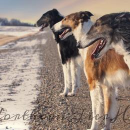 Borzois from Northern Tier Hounds