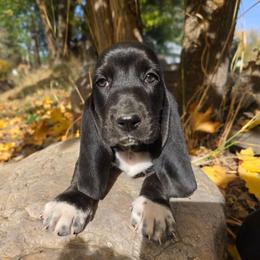 Moondancer - Black and white female Basset Hound puppy in Valley, Washington from Enchanted Valley Paws
