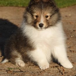 Tiny Girl - Sable and white female Shetland Sheepdog puppy in Granada Hills, California from Aratone