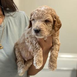 Green - Apricot male Goldendoodle puppy in Spring, Texas from The Doodle Den