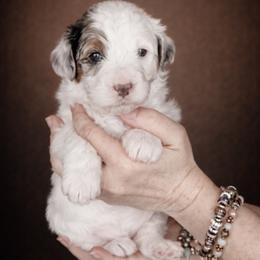 Green Collar Margo - Merle female Bernedoodle puppy in Camden, North Carolina from Fleury Farm Doodles NC