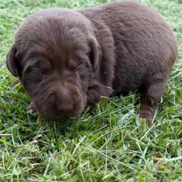 Marnie - Chocolate female Labrador Retriever puppy in Carriere, Mississippi from Cajun Water Retrievers