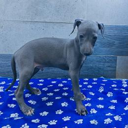 Italian Greyhound and Pekingese Puppies from Oremor's
