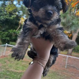 Yorkshire Terrier Puppies from QT Pie Pups