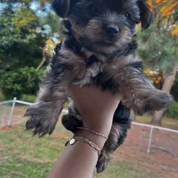 Yorkshire Terrier Puppies from QT Pie Pups