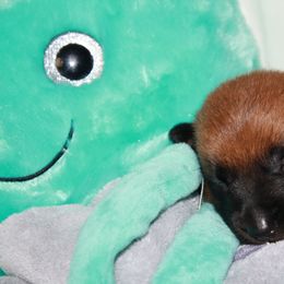 Belgian Malinois Puppies from Pyrex Kennels