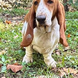 Clementine - Basset Hound
