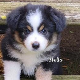 Stella - Black tri female Miniature Australian Shepherd puppy in Waxhaw, North Carolina from Cane Creek Aussies