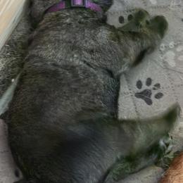 Freya - Wolfgray female Spanish Mastiff puppy in Prosperity, Pennsylvania from Prosperity Guardians