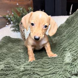 Buddy - Cream male Dachshund puppy in Washburn, Tennessee from Clinch Mountain Dachshunds