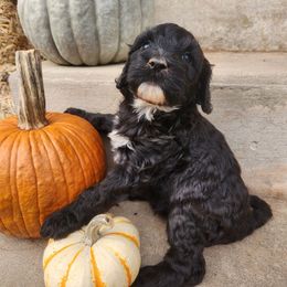 Turtle - Black female Portuguese Water Dog puppy in Williamsport, Pennsylvania from Petersheim Porties