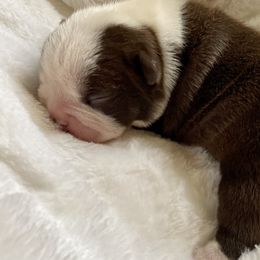 Girl 2 - Boston Terrier puppy in George West, Texas from Duke of Earl’s Boston Terriers