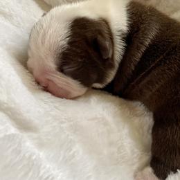 Girl 2 - Boston Terrier puppy in George West, Texas from Duke of Earl’s Boston Terriers