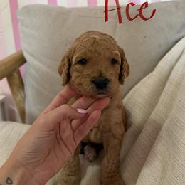 Goldendoodle Puppies from Felicia Ferkin