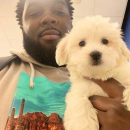 Coton de Tulear and Poodle Puppies from Legacy Pets