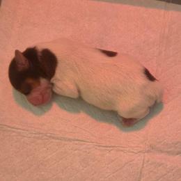 Finn - Chocolate, tan and white male Yorkshire Terrier puppy in Clarksburg, Indiana from Hidden Gems Parti Yorkies