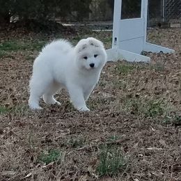 Samoyed Puppies from Koukla Samoyeds
