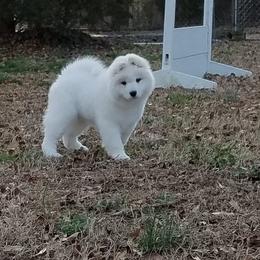 Samoyed Puppies from Koukla Samoyeds