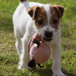 Astro - Tan and white male Jack Russell Terrier puppy in Menifee, California from Wendover Terriers