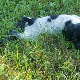 French Brittany Puppies from Dakota Point Kennel