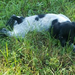 French Brittany Puppies from Dakota Point Kennel