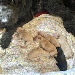 Labradoodle puppies from PawfectBud