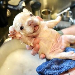 French Bulldog Puppies from The French Bulldog Company LLC