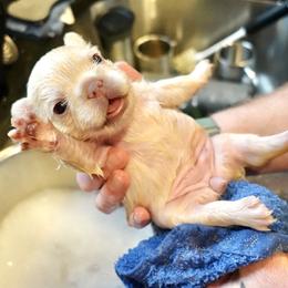 French Bulldog Puppies from The French Bulldog Company LLC