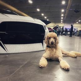 Bentley - Poodle