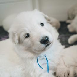 Blue Boy - White male Berger Blanc Suisse puppy in Ogden, Utah from Nordic Dreams White Shepherds