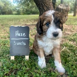 Haze - Brown merle male Aussiedoodle puppy in Eastland, Texas from H5 Mini Doodles