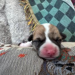 Boy 1 - White and red male Pembroke Welsh Corgi puppy in Tehachapi, California from Trotter Hill Farms