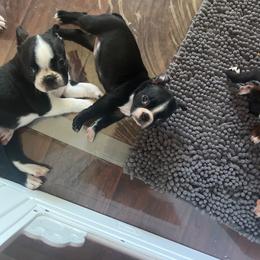 Girl1-Black - Black and white female Boston Terrier puppy in Holly, Michigan from Mid-Michigan Boston Terriers