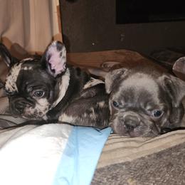 French Bulldog puppies from French Bulldog