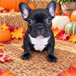 Bubbies - Black male French Bulldog puppy in Tampa Bay, Florida from Woodpecker Ridge Pups