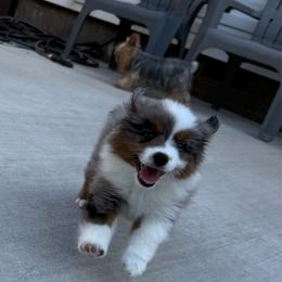 Diamond - Blue merle female Toy Australian Shepherd puppy in Pryor Creek, Oklahoma from DK’s Littles & Co