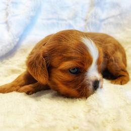 Girl 1 - Ruby female Cavalier King Charles Spaniel puppy in Lewiston, Utah from Country Pups Cavaliers