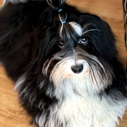 Toby - Havanese