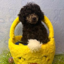 Mighty - Black male Poodle puppy in Palm Coast, Florida from Fiesta Pups