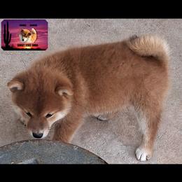 Shiba Inu Puppies from Sunset State Shiba