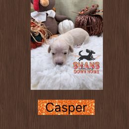 Casper - Cream male Dachshund puppy in Hockley, Texas from Shans Down Home Doxies