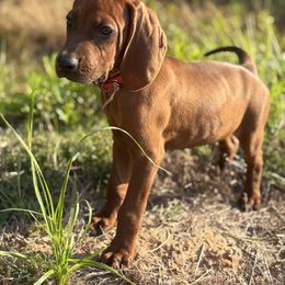 Hunter - Red male Redbone Coonhound puppy in Mount Pleasant, Texas from Harmons Hounds