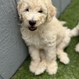Bernedoodle and Goldendoodle Puppies from Colorado Springs Doodles